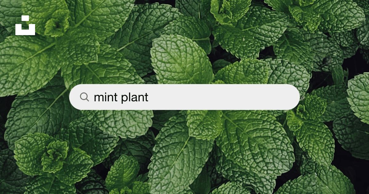 Mint Plant Pictures  Download Free Images on Unsplash