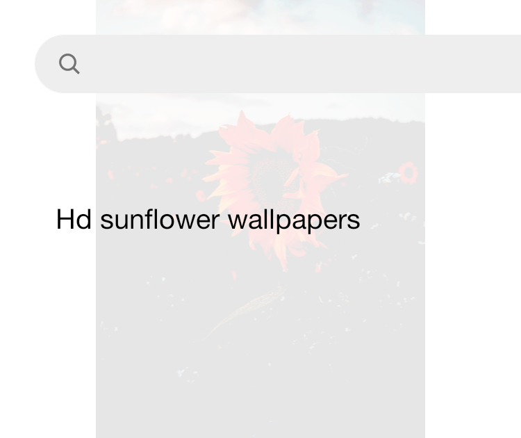 Sunflower Wallpapers Free HD Download 500 HQ Unsplash