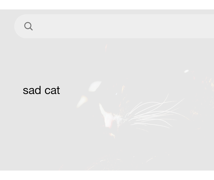 30 000 Sad Cat Pictures Download Free Images on Unsplash