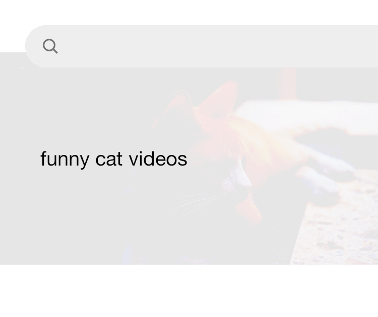 Funny cat 2025 videos download free