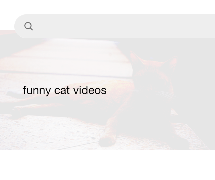 Top 10 sales funny cat videos