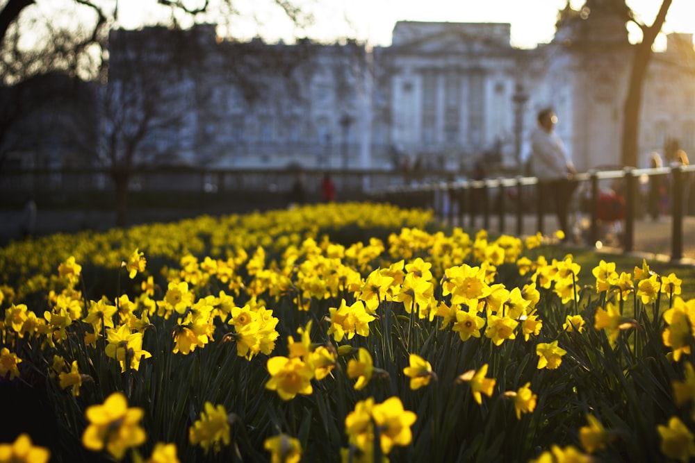 Fotografía de enfoque de campo de narcisos salvajes