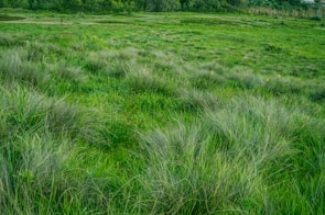 green grass during daytime