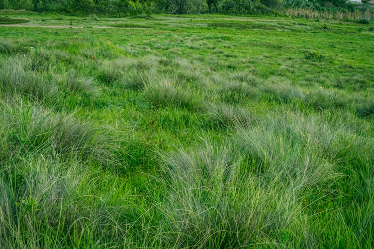 Before — Neglected Lawn → Clean Cut