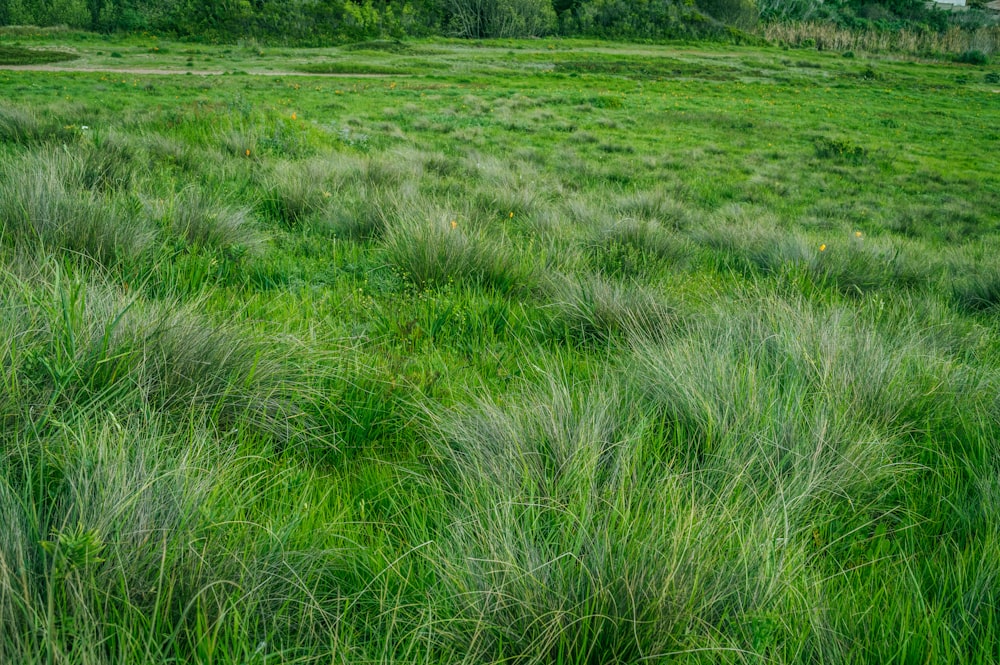 green grass during daytime