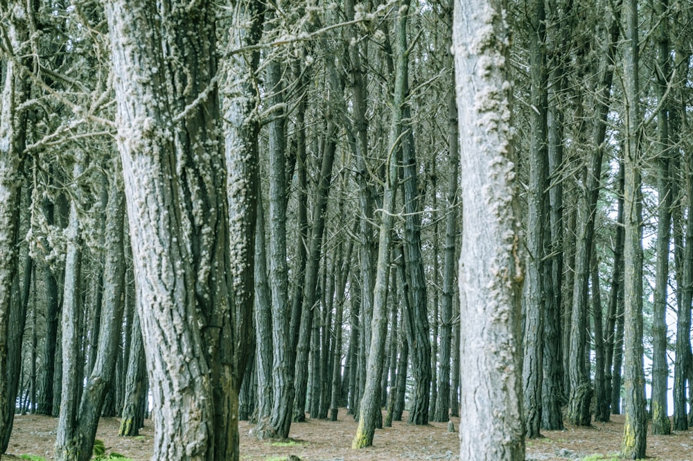 Troncos de árvores acinzentados no meio de uma floresta