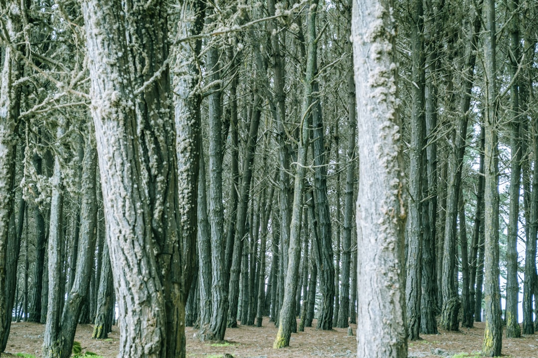 Grayish tree trunks in the middle of a forest