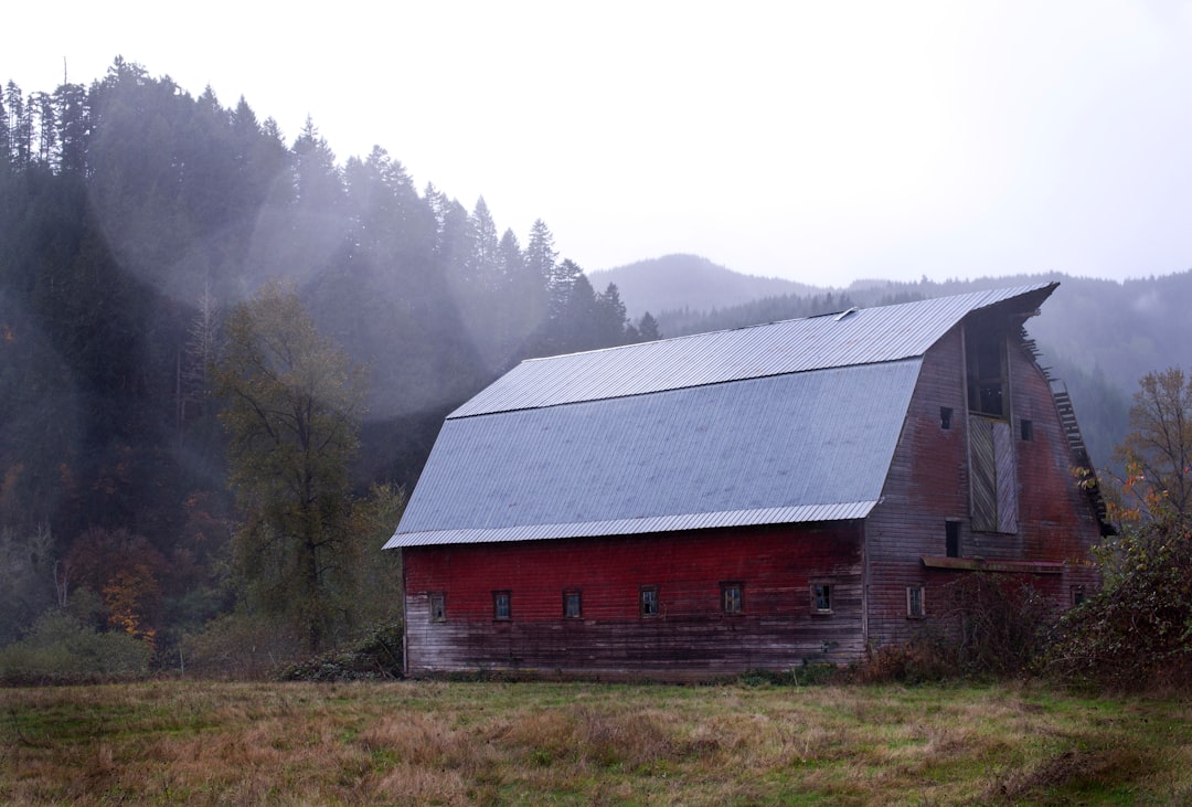 red and gray shed near the forest
