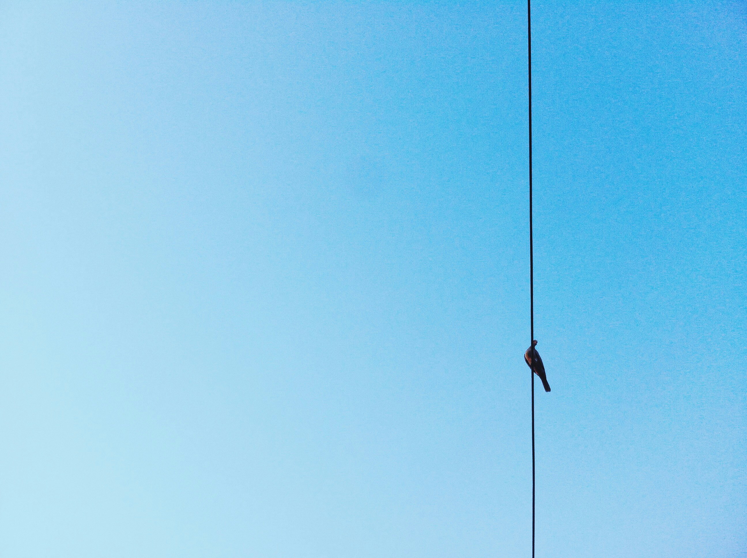 black bird on wire under clear sky