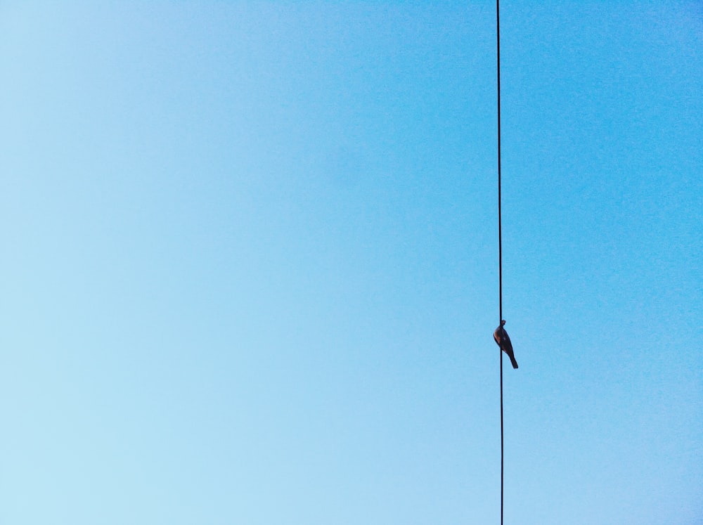 black bird on wire under clear sky