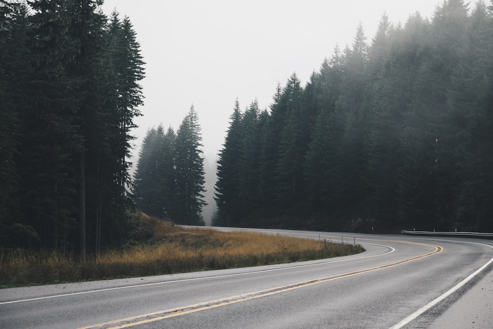 fotografia panorâmica de estrada sinuosa com árvores em linha