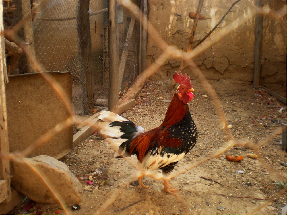 red and black rooster on brown surface