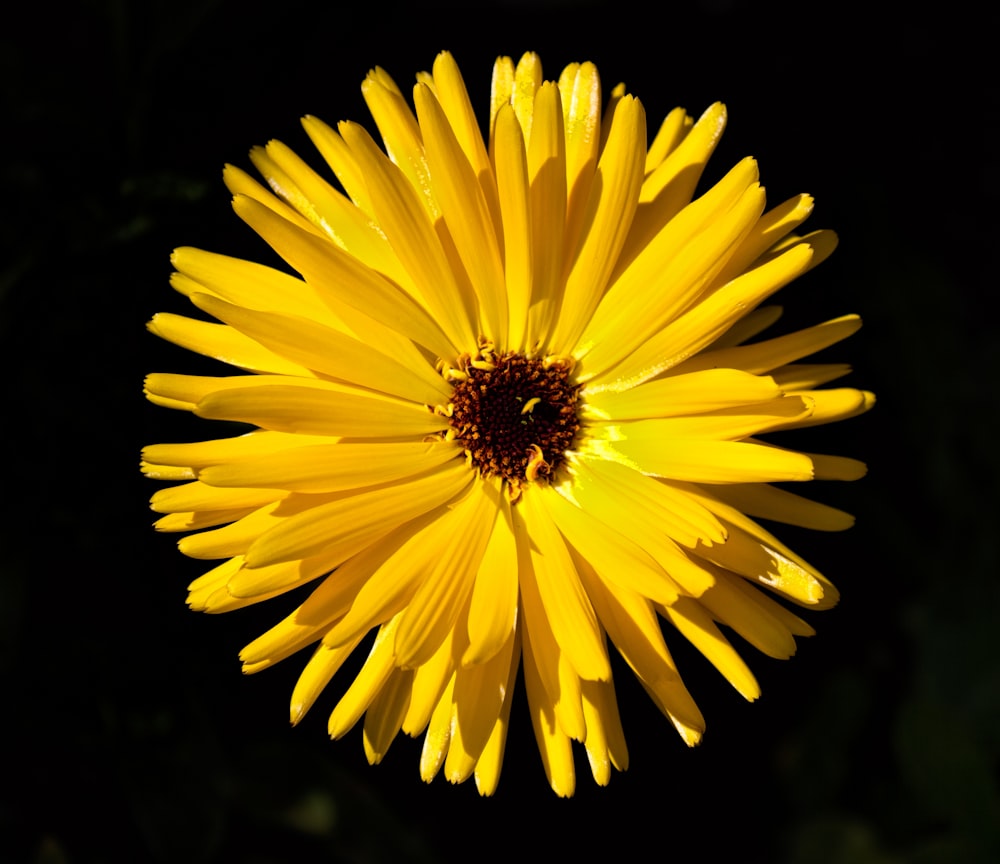 Fotografia de foco raso da flor amarela