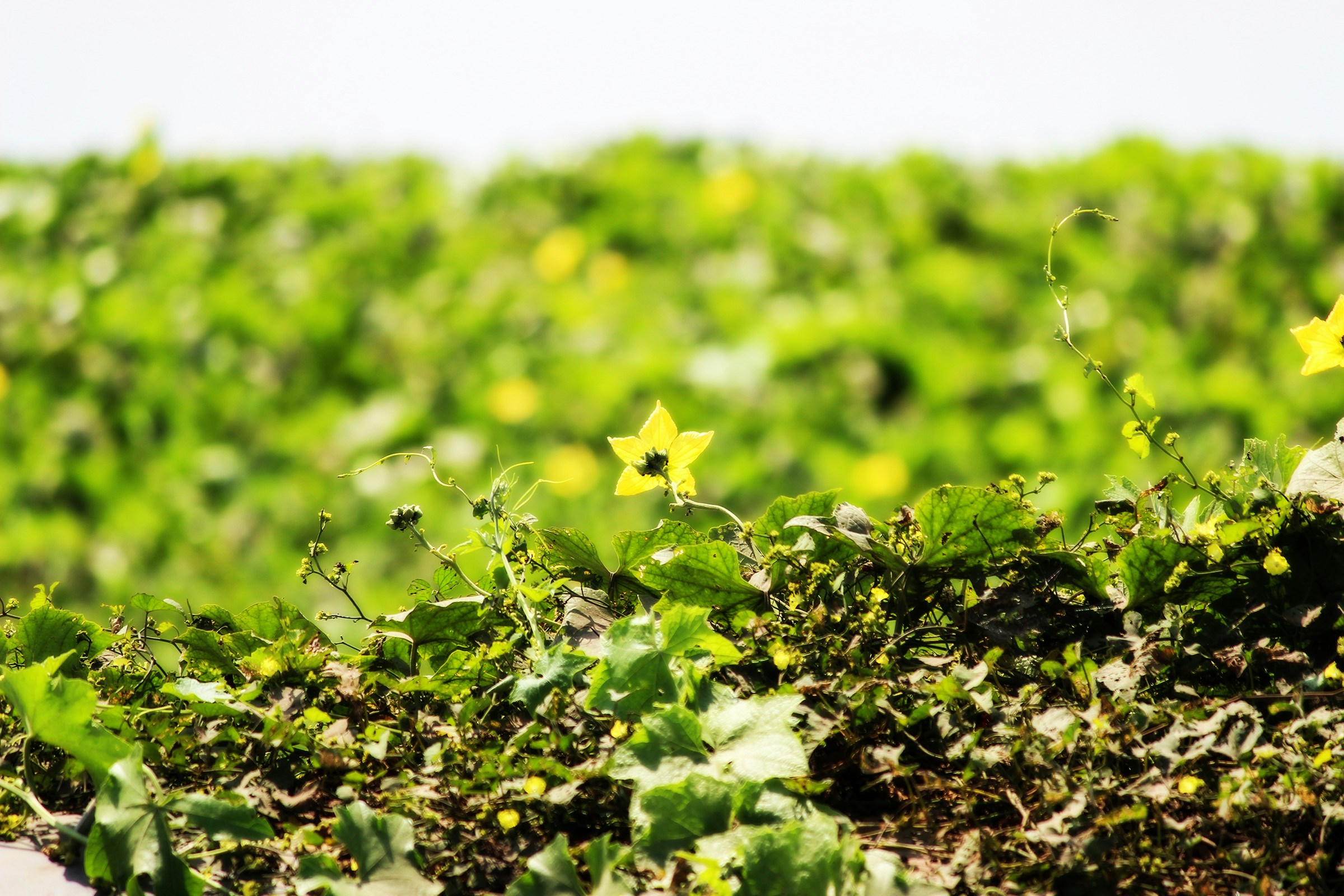 Free Unsplash photo from Arun George