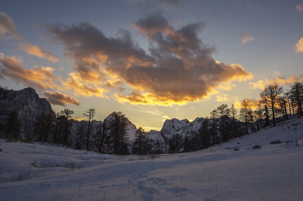 Árvore de samambaia sob nuvens brancas