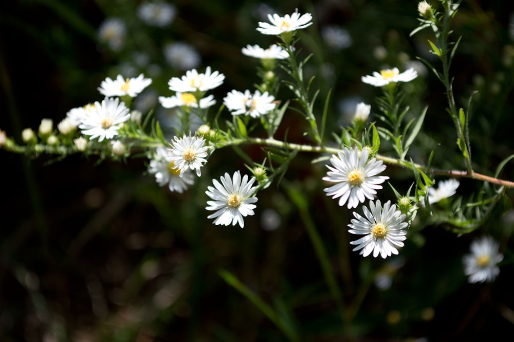 shallow focus photography of white dandelions