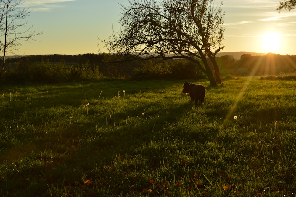 black dog on green grass near withered tree