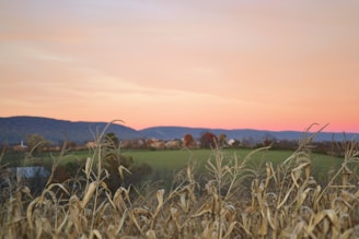 A serene landscape of rolling hills with corn crops.