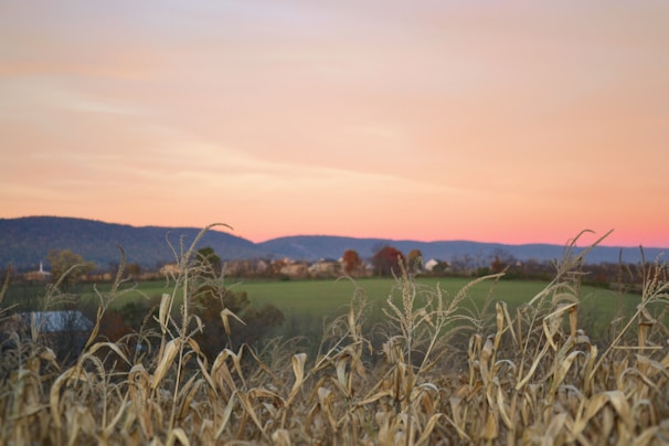 A serene landscape of rolling hills with corn crops.