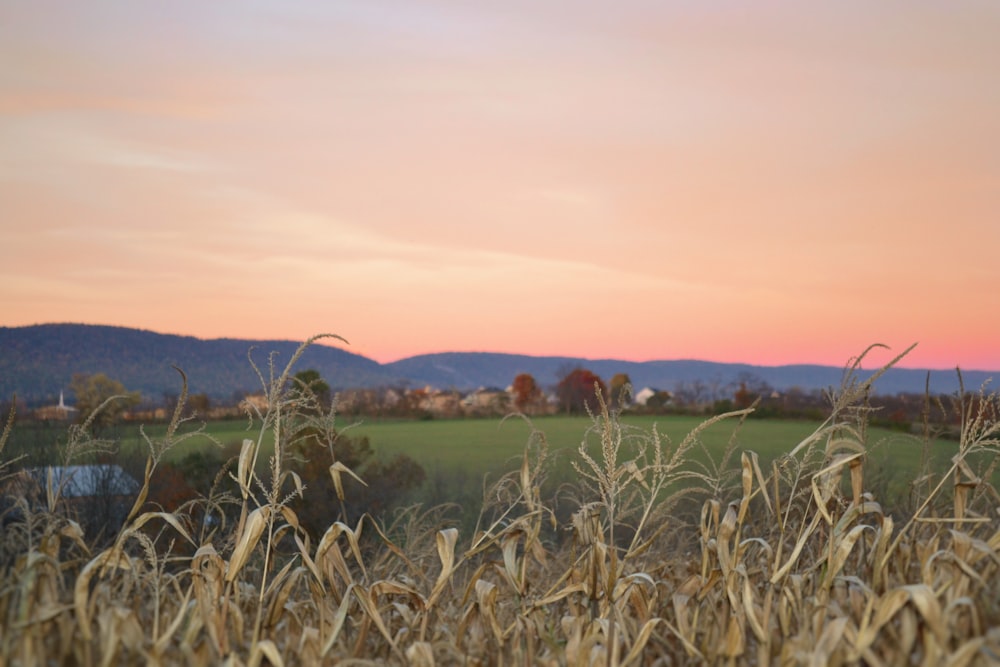 Braune Pflanze in der Nähe einer grünen Graswiese zur goldenen Stunde