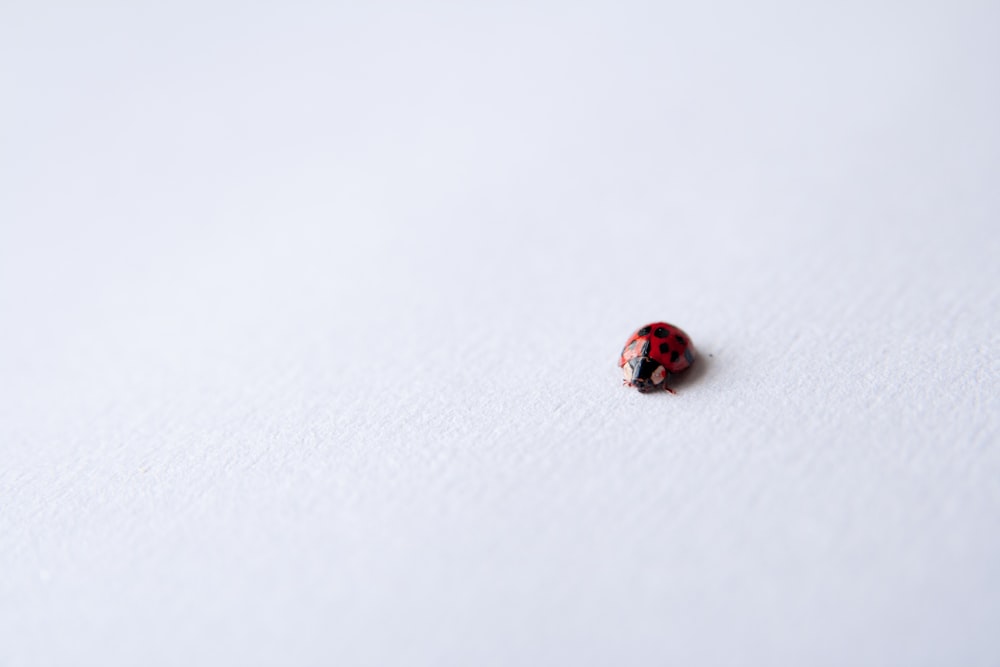 red ladybug on white surface