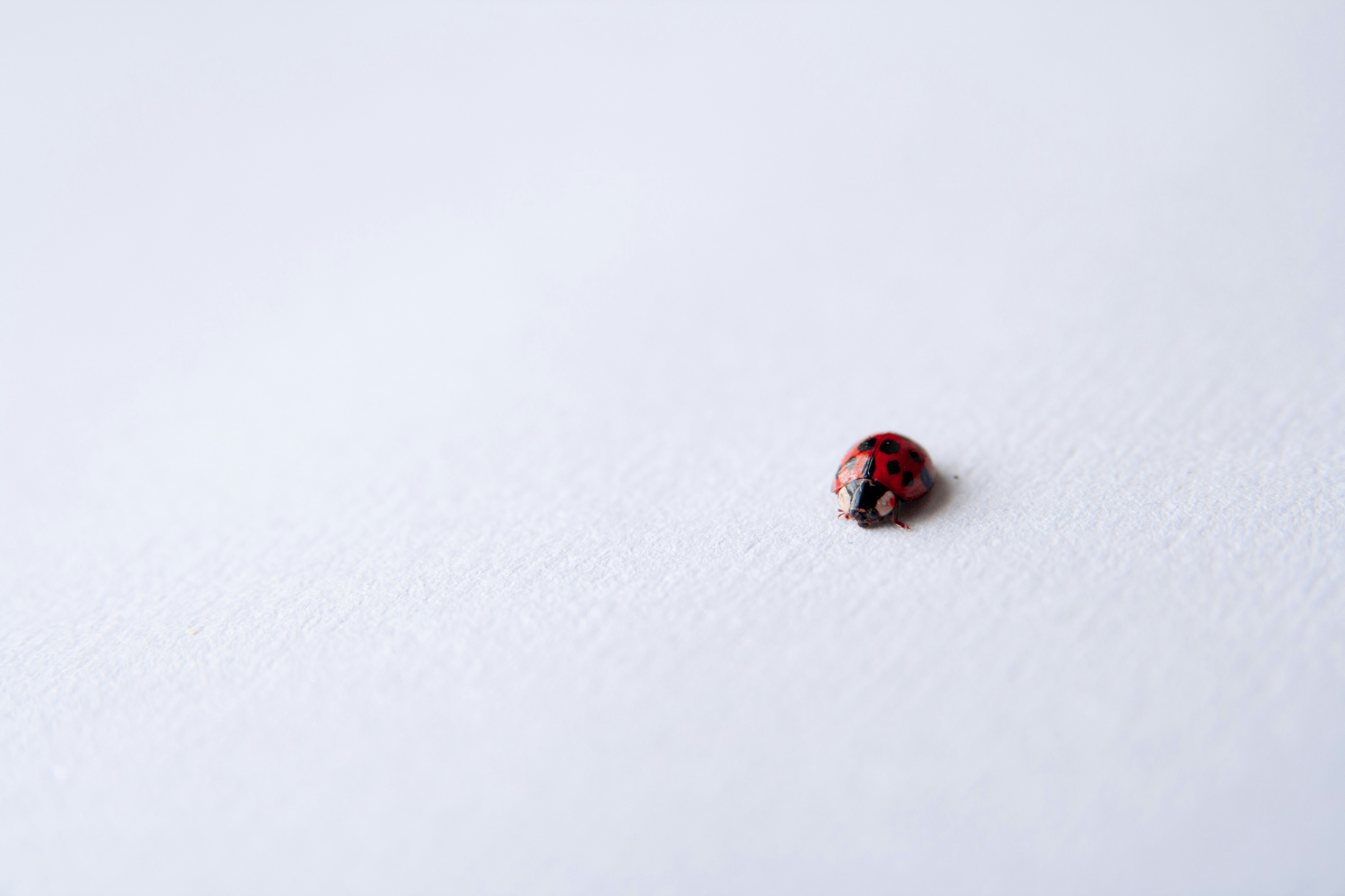 Ladybug on white