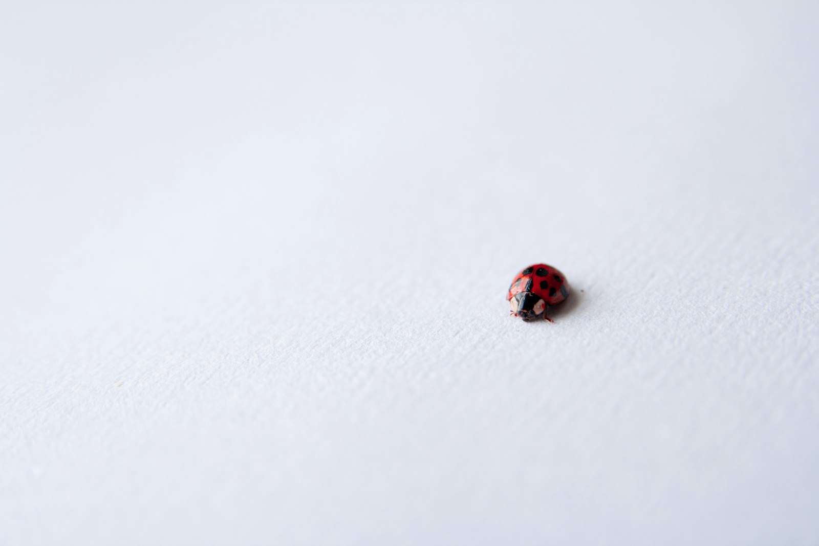 Sigma 17-70mm F2.8-4 DC Macro OS HSM sample photo. Red ladybug on white photography