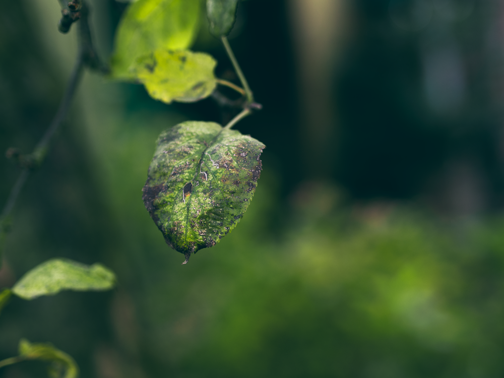 selective focus photography of green leaf