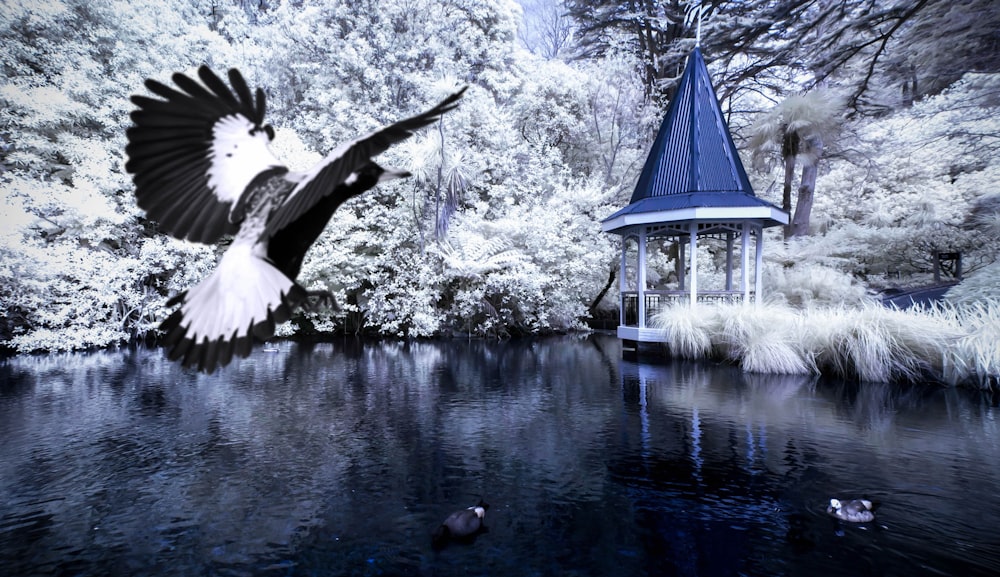 águia voadora e corpo de água cercado por árvores