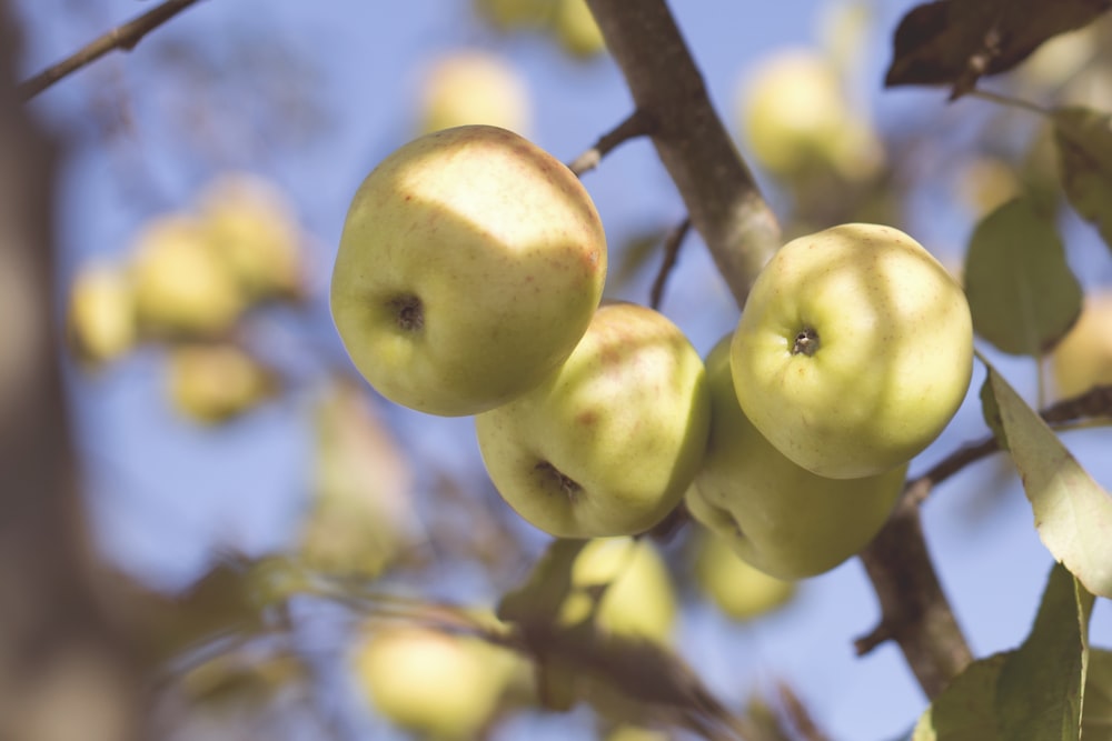 Granny Smith mit Neigungsobjektiv