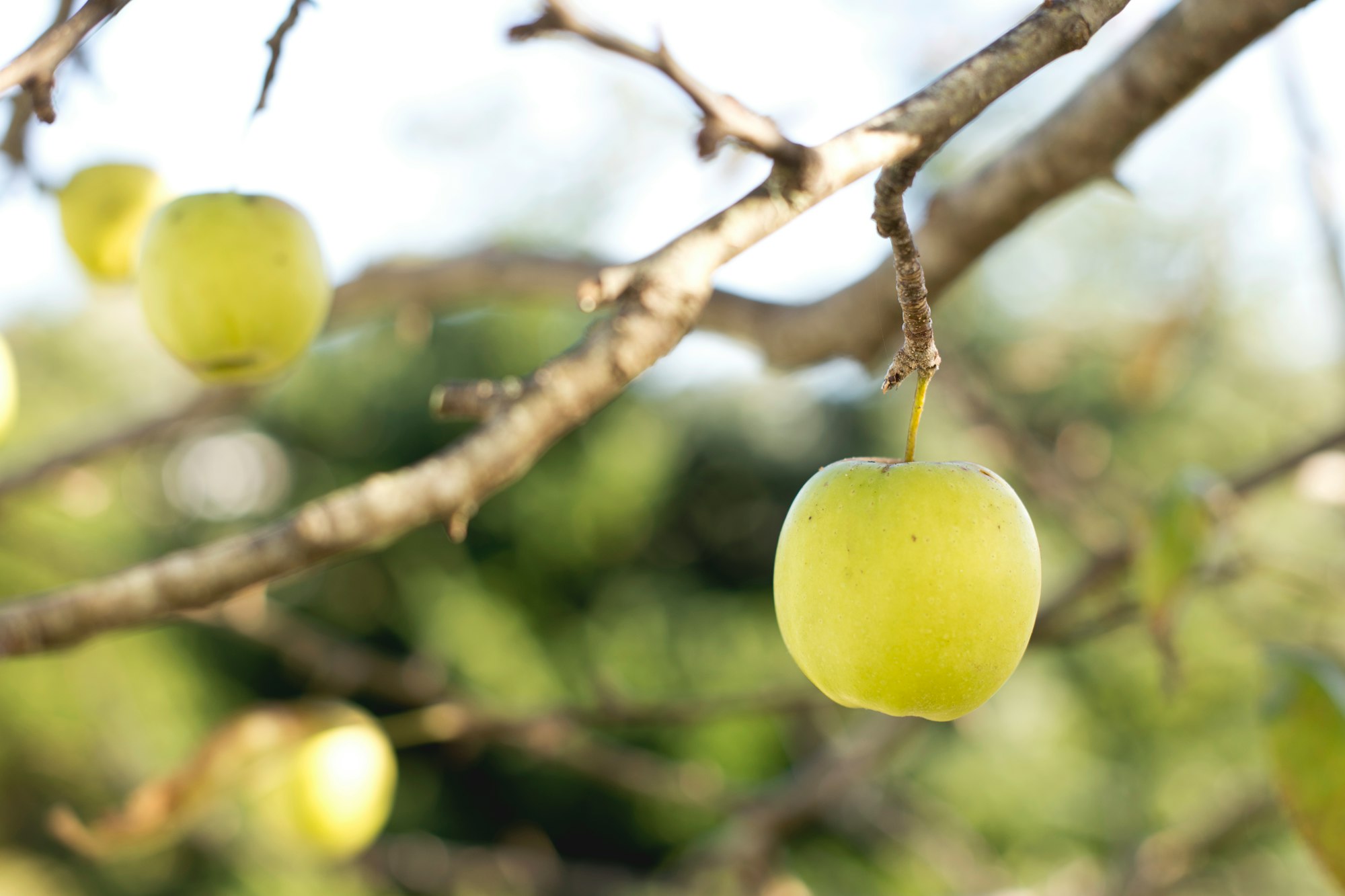 The future of Australian Agroecology AgTech.