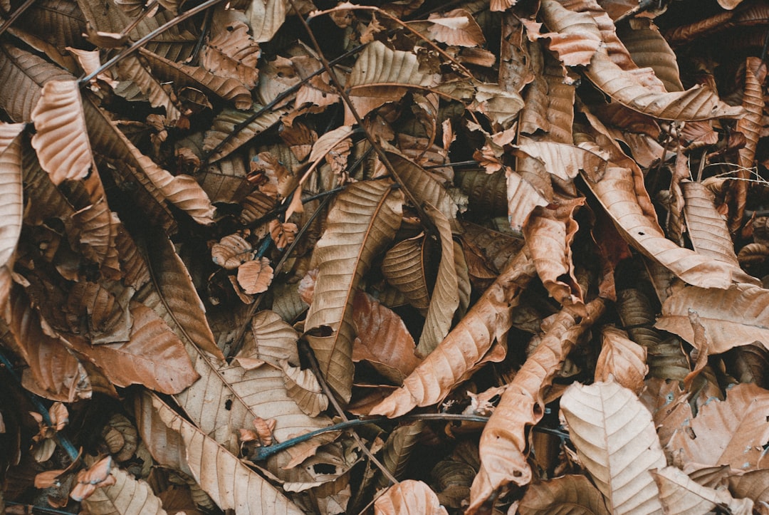 Fall autumn leaf and brown HD photo by HQ Lightroom 