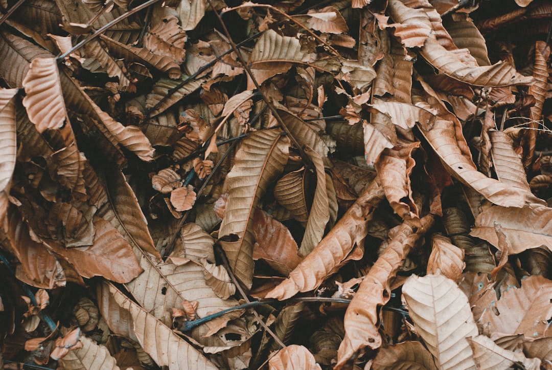 Fall autumn leaf and brown HD photo by HQ Lightroom Fall autumn leaf and brown HD photo by HQ Lightroom