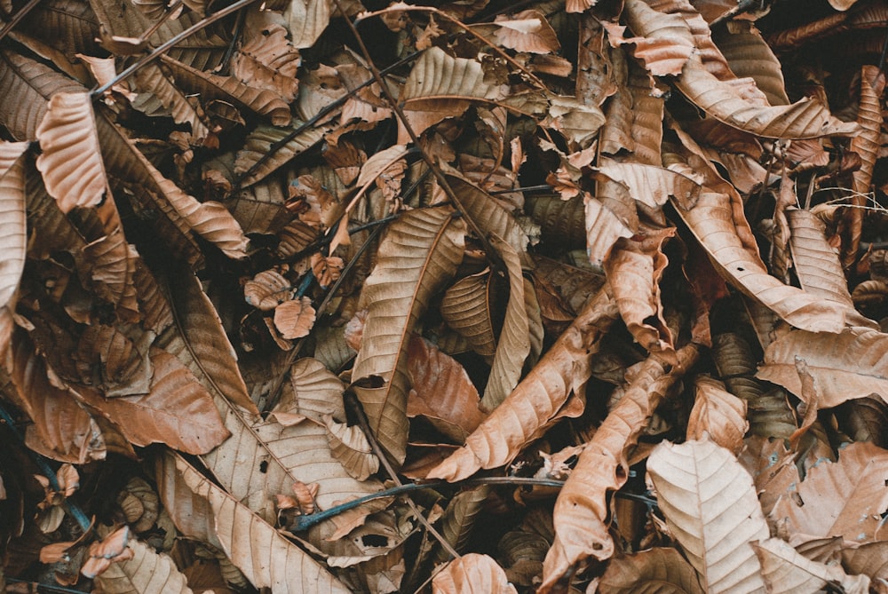 closeup photo of withered leaves