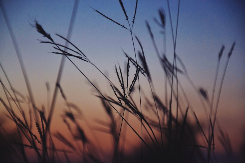 silhouette of grasses selective focus photography