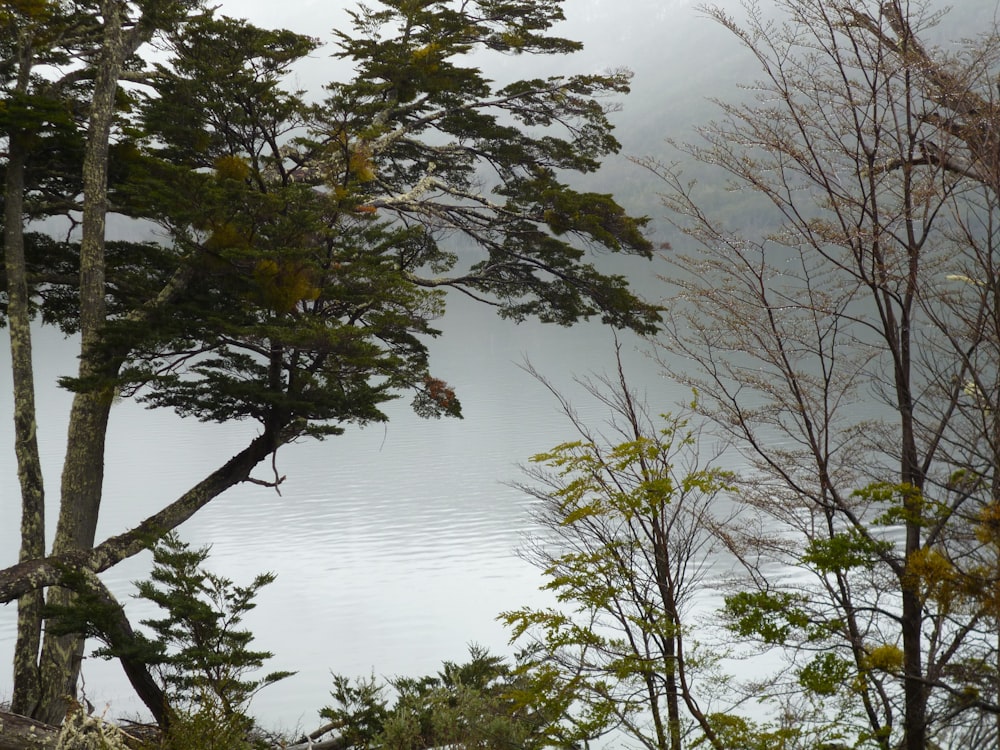 green foliage trees near water