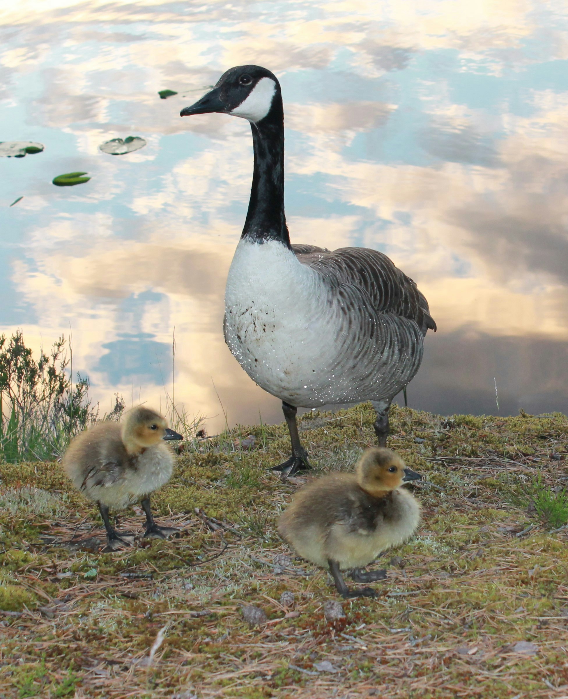 Free Unsplash photo from Vidar Kristiansen