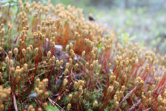 A close-up view of numerous small, upright plants with reddish stems and light brown seed capsules. The background consists of a soft, blurred natural environment, suggesting an outdoor setting. The focus is primarily on the foreground, showcasing the details of the plants.
