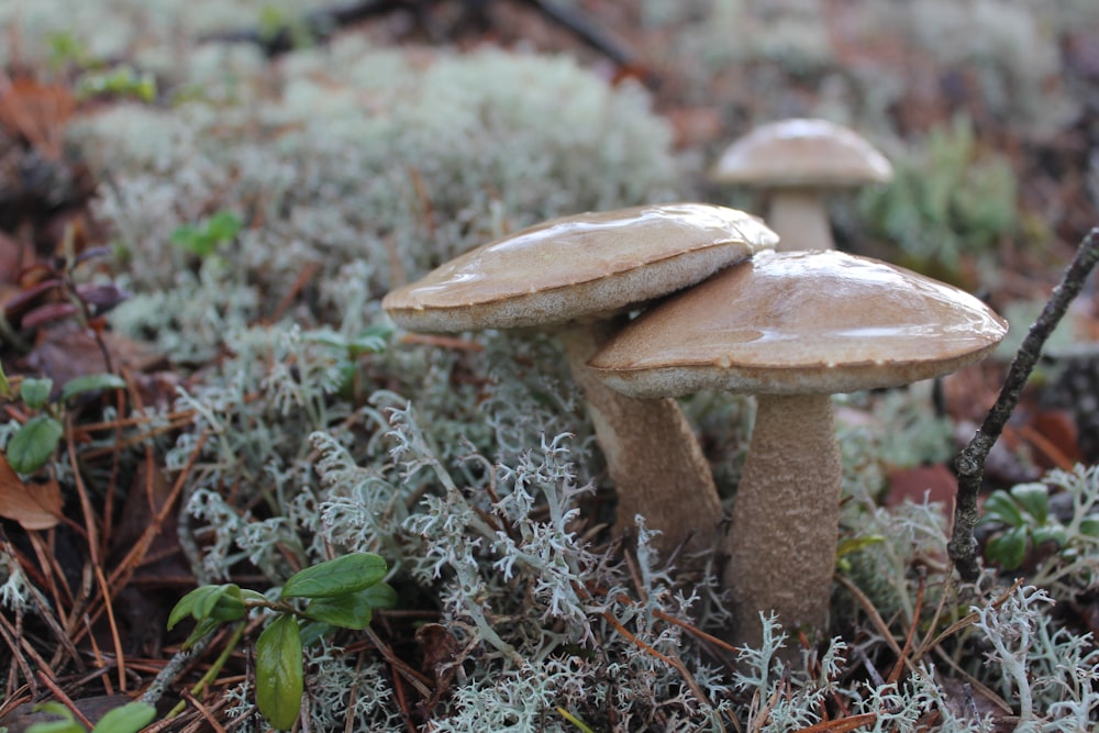 Fotografia de foco raso de dois cogumelos marrons