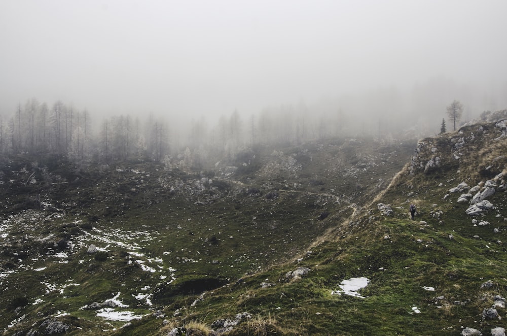 landscape photo of trees