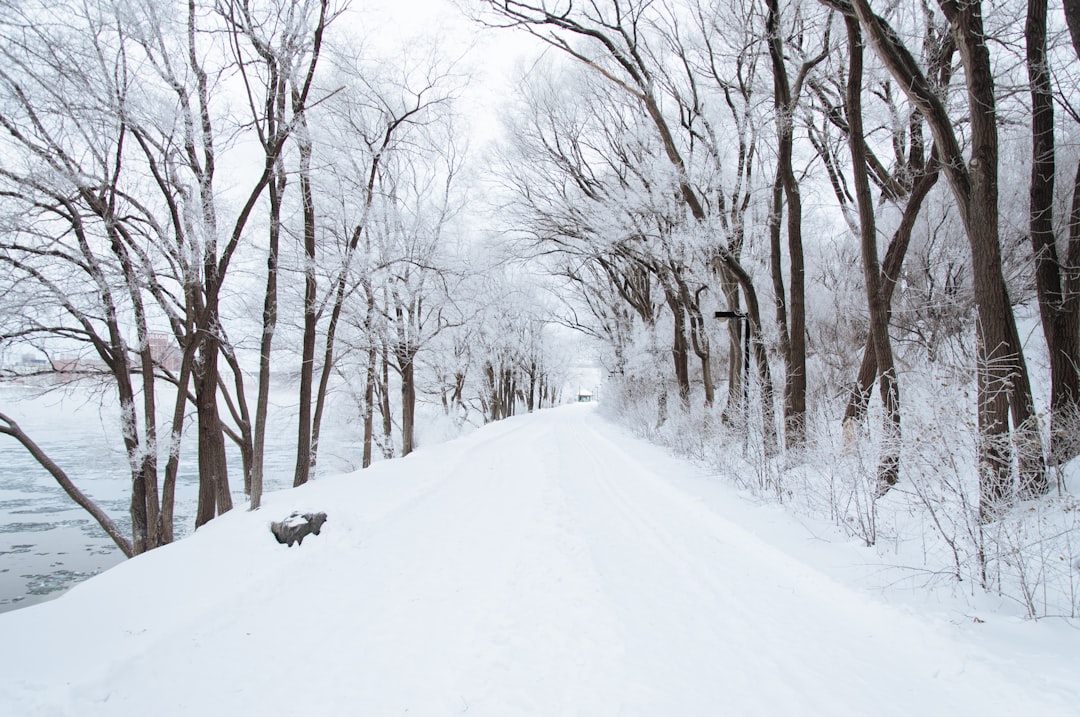 dirt road cover by snow, Snow road by the river