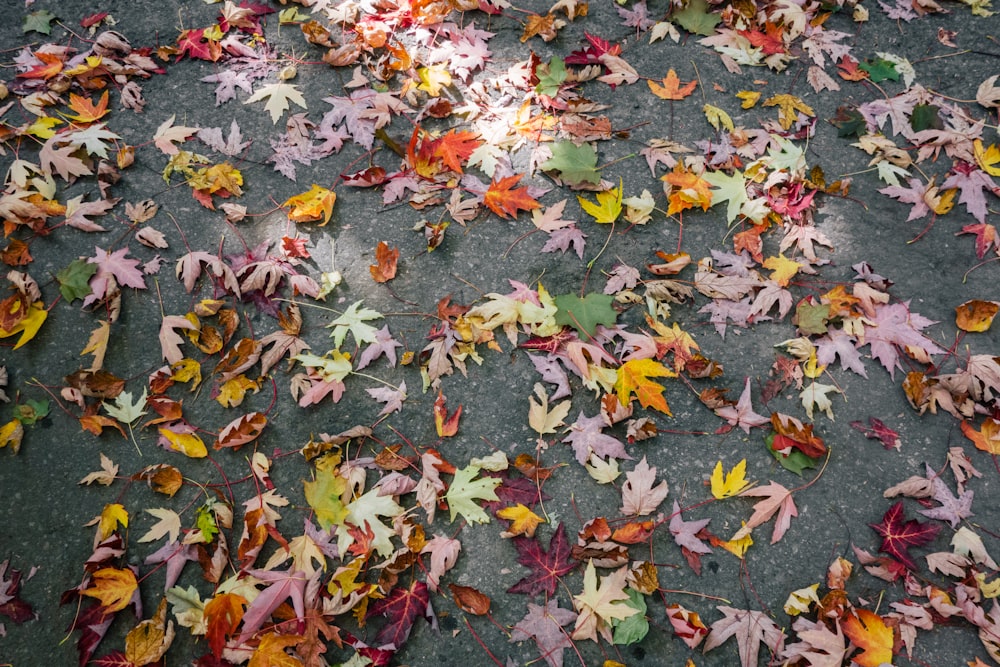 brown, pink, and gray leaves