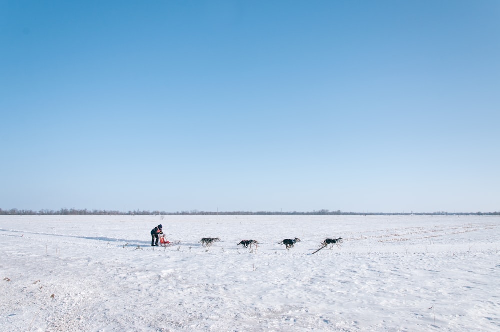 man and four dogs on snow field