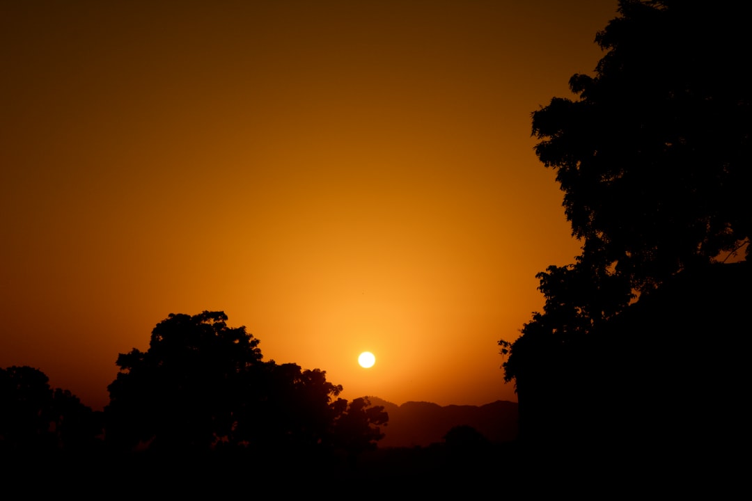 silhouette of trees and setting sun