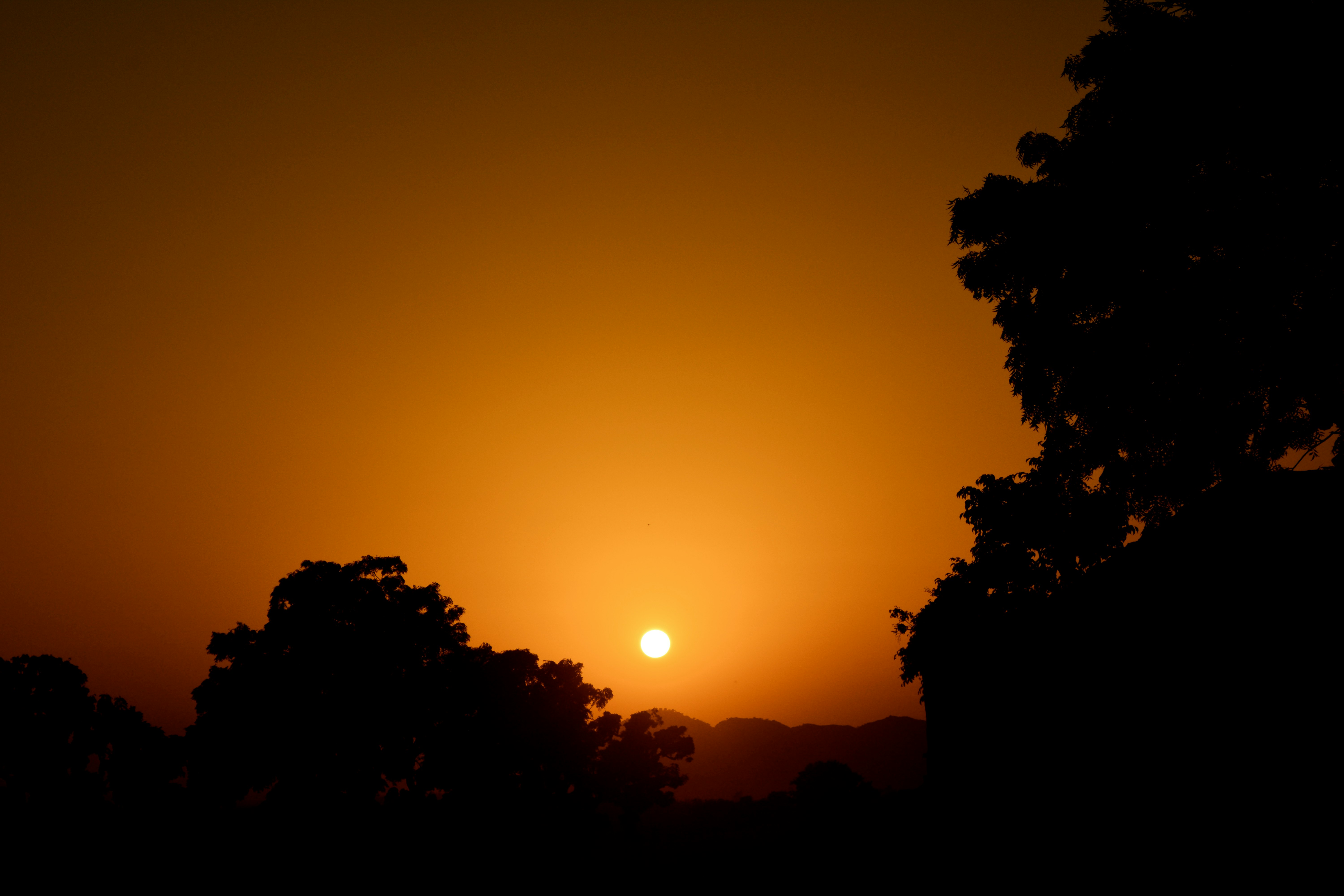 silhouette of trees and setting sun