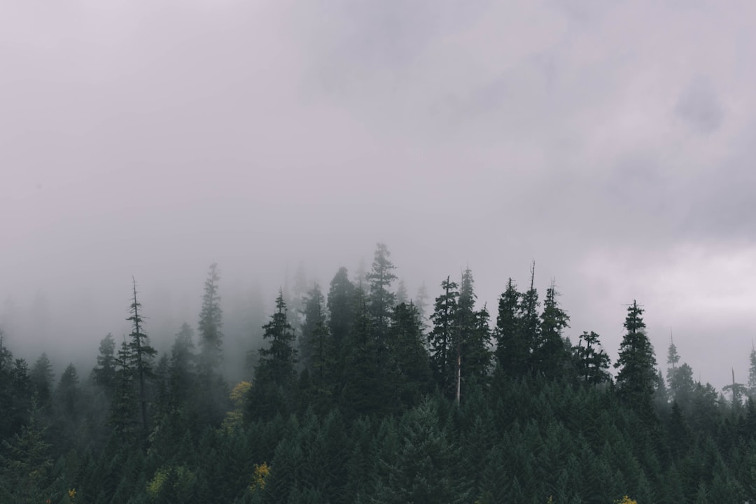 forest under the cloudy sky photographyt