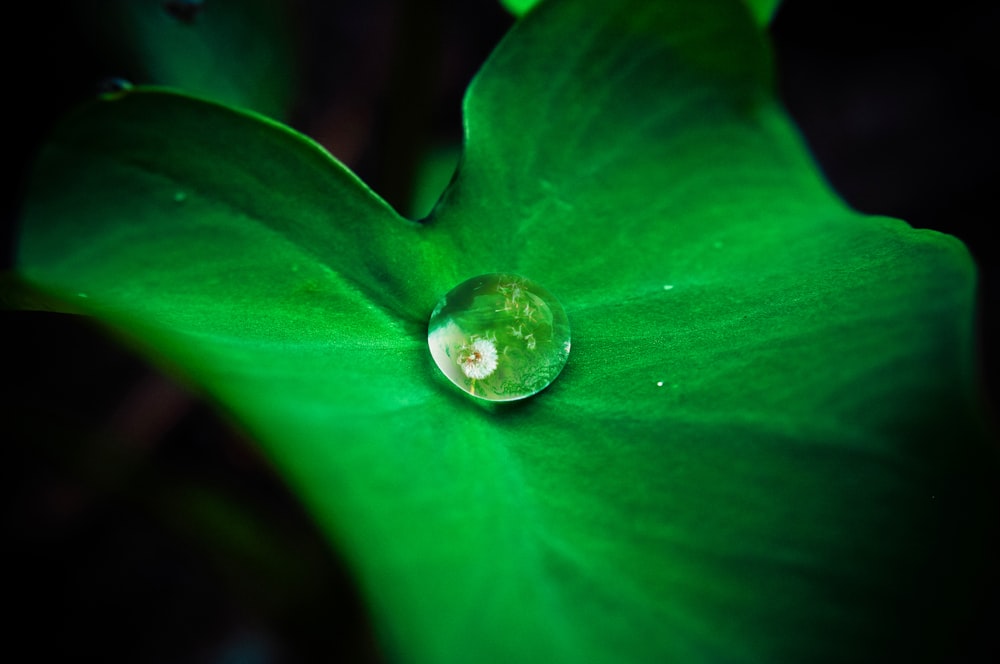 water drops on green leaf time lapse photography
