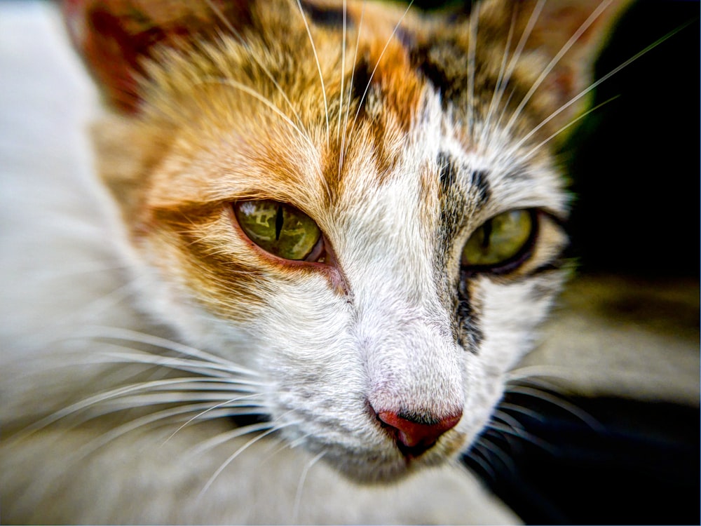 浅い焦点レンズで見た猫の顔