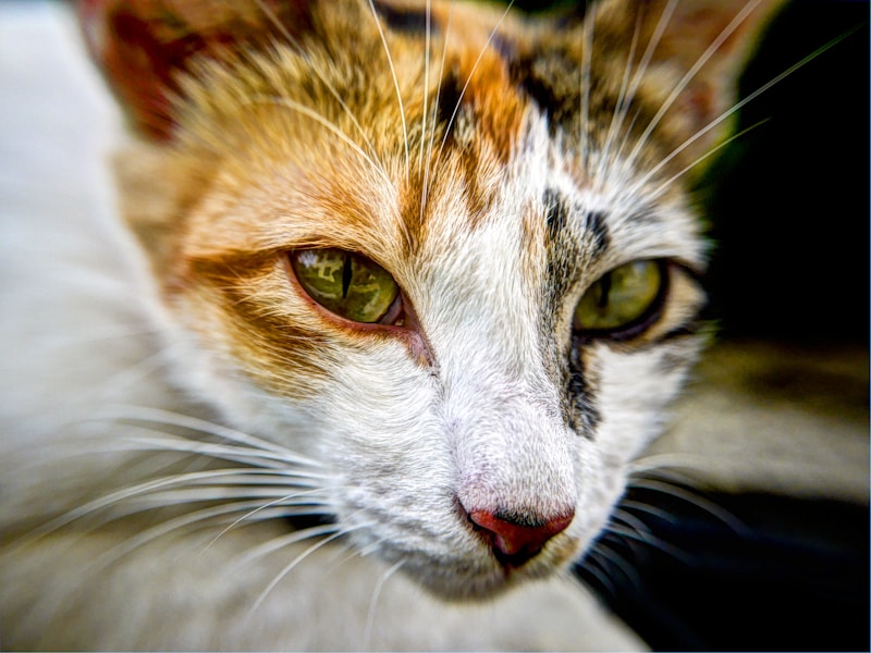 Whiskers