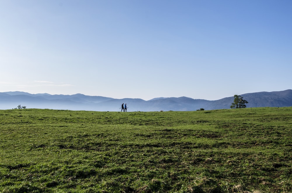 green grass field